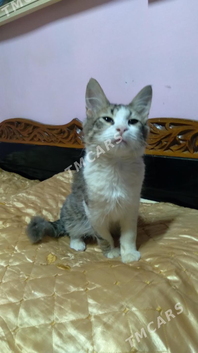 Кот - Ашхабад - img 2