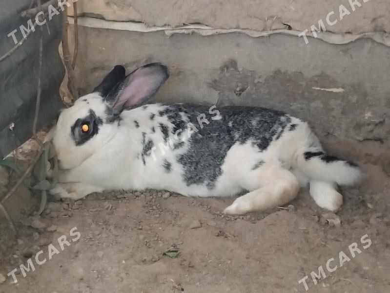 TOWŞAN WILKAN - Daşoguz - img 2