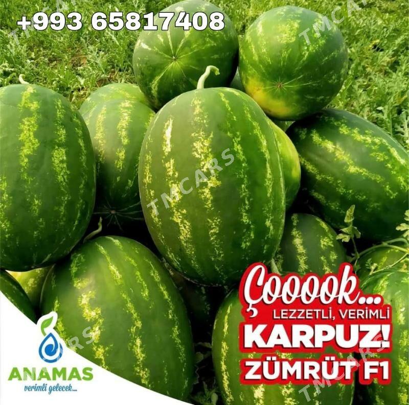 Zümrüt F1 - Aşgabat - img 7