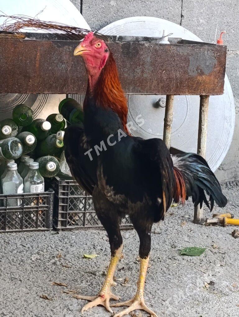taskent horaz - Bäherden - img 3
