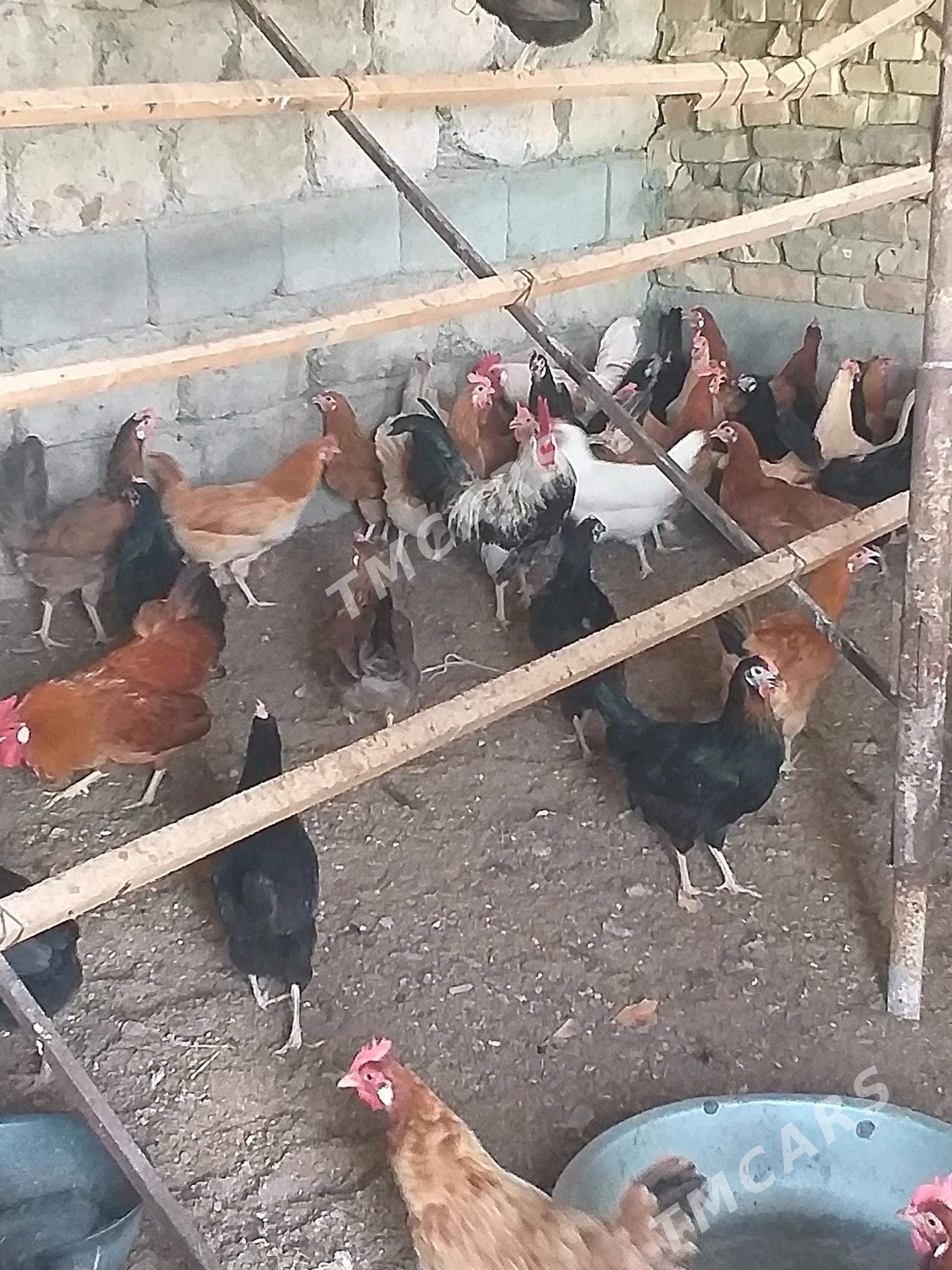 balgar - Gökdepe - img 2