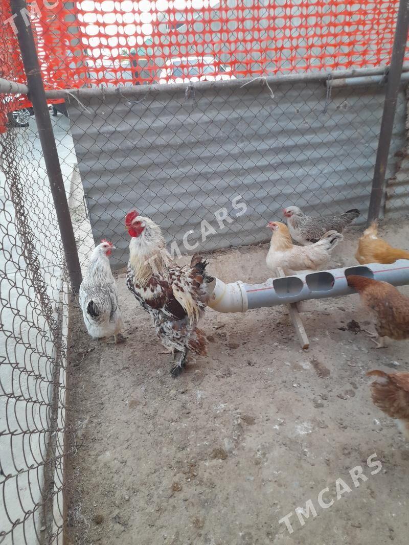 paroda towuklar - Aşgabat - img 2