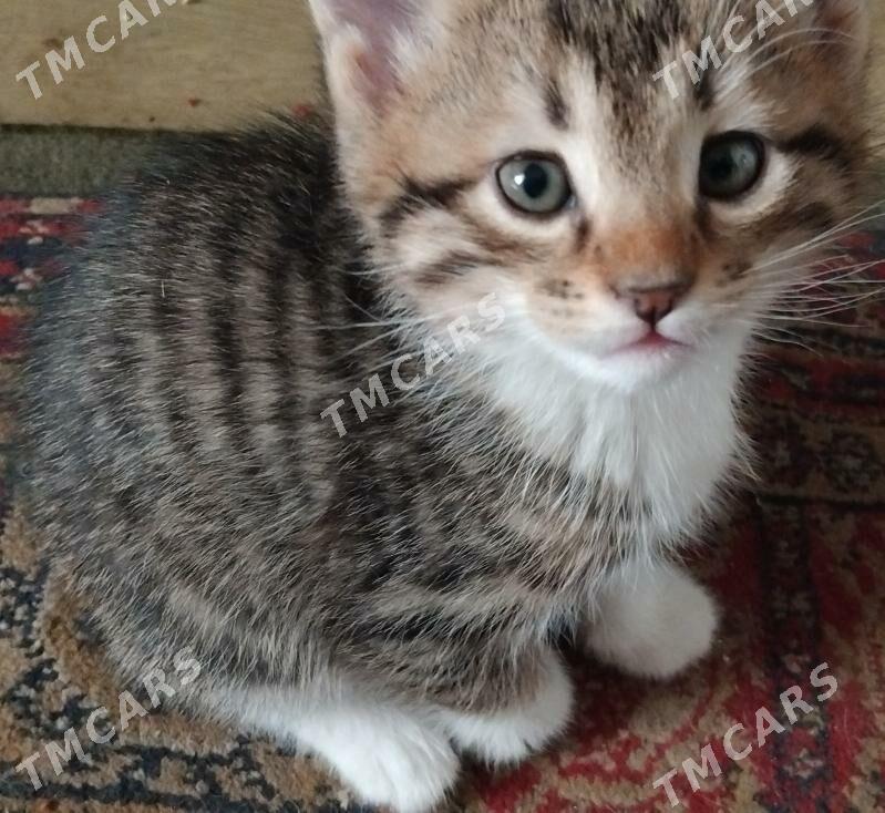 Pishikler - Котенки - Türkmenabat - img 6