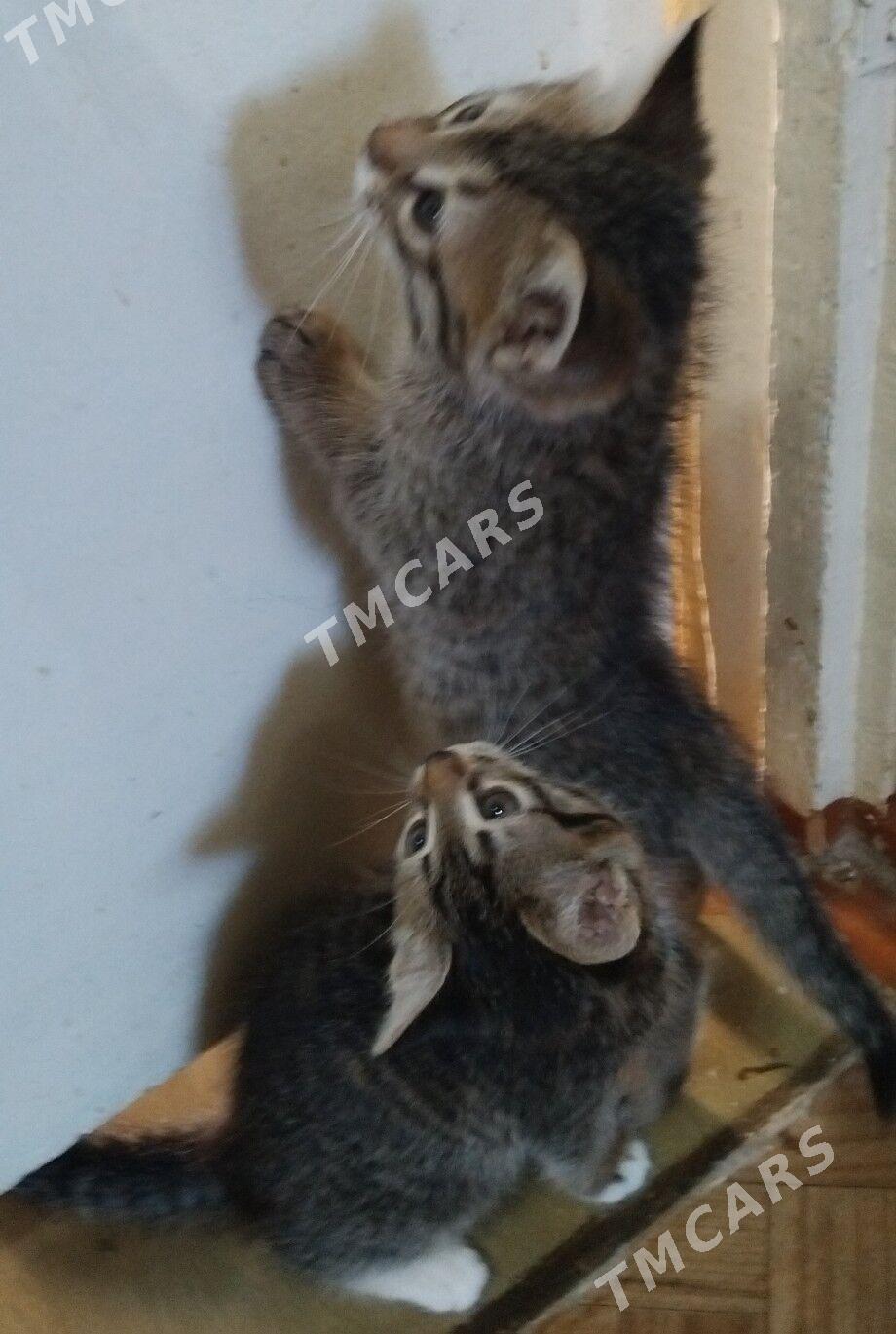 Pishikler - Котенки - Türkmenabat - img 2