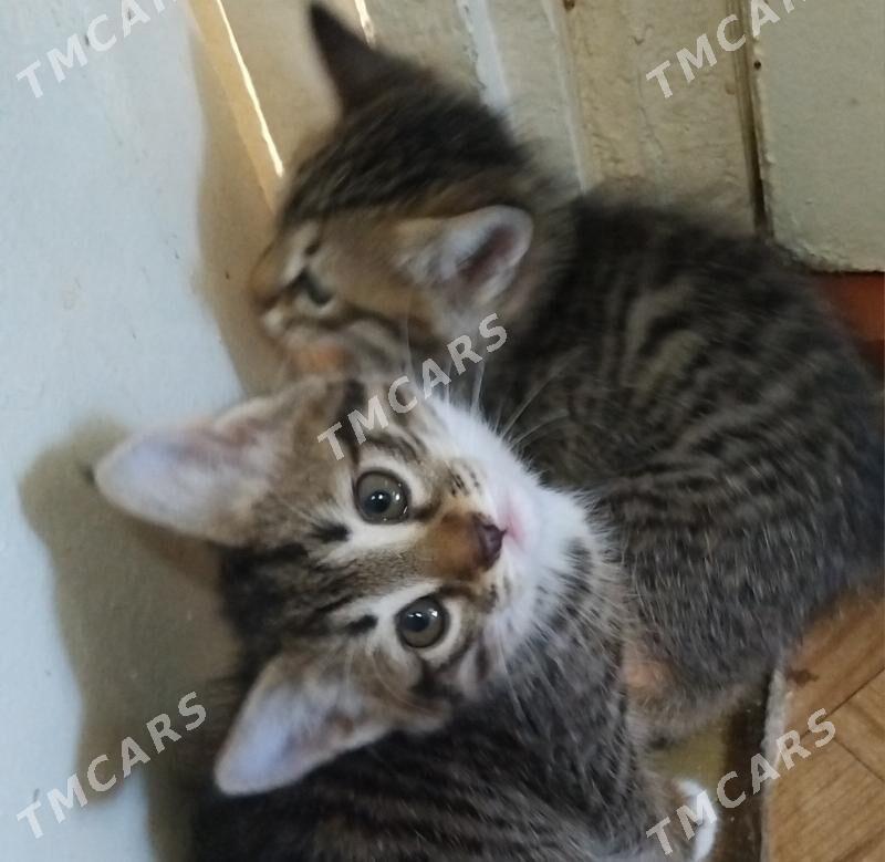 Pishikler - Котенки - Türkmenabat - img 4