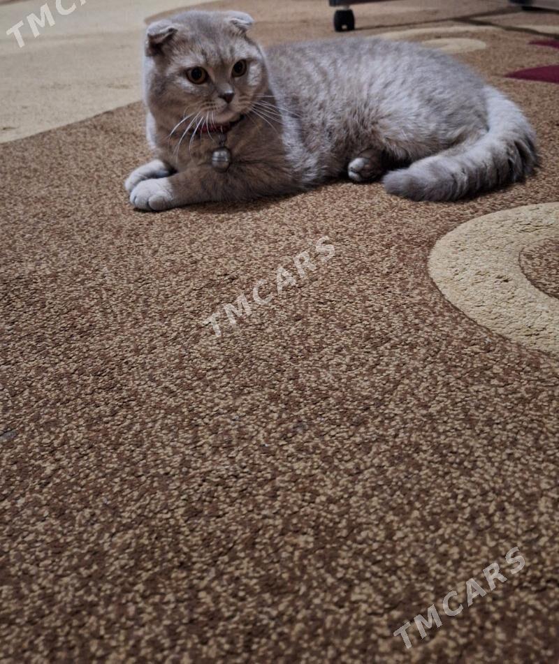 шотландский вислоухий кот - Aşgabat - img 4
