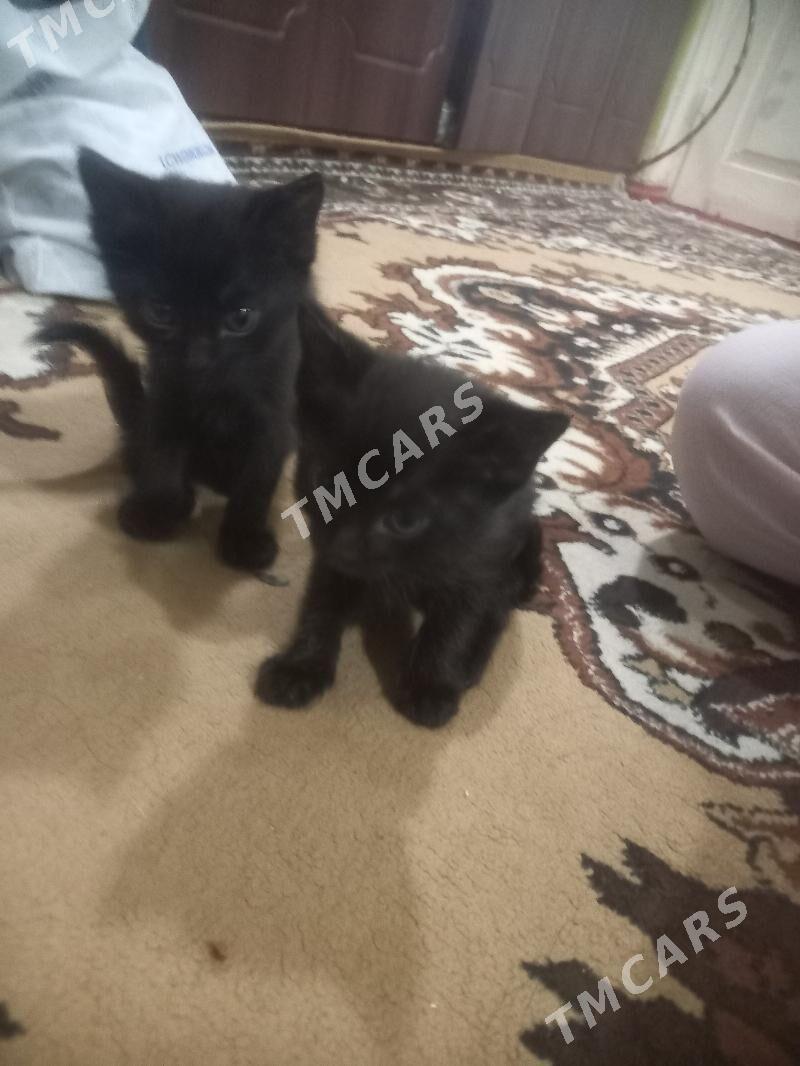 котята - Ашхабад - img 2