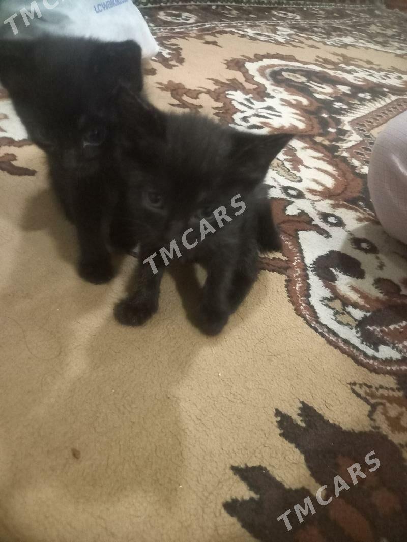 котята - Ашхабад - img 4
