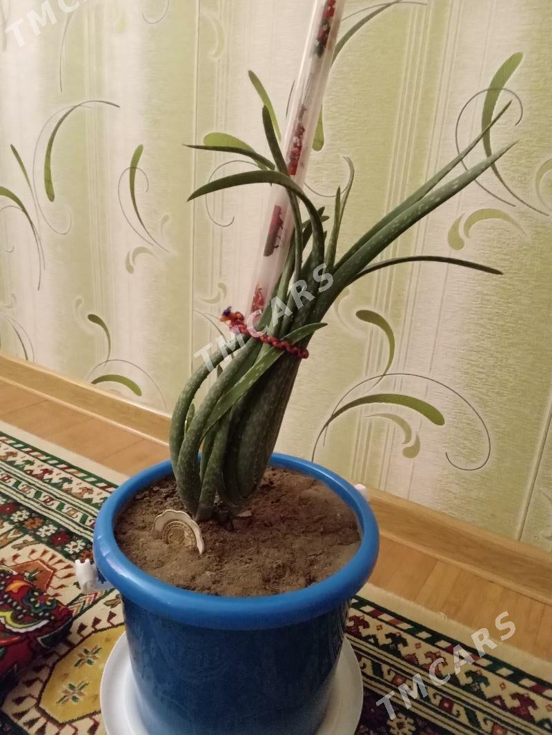 Aloe - Дашогуз - img 1