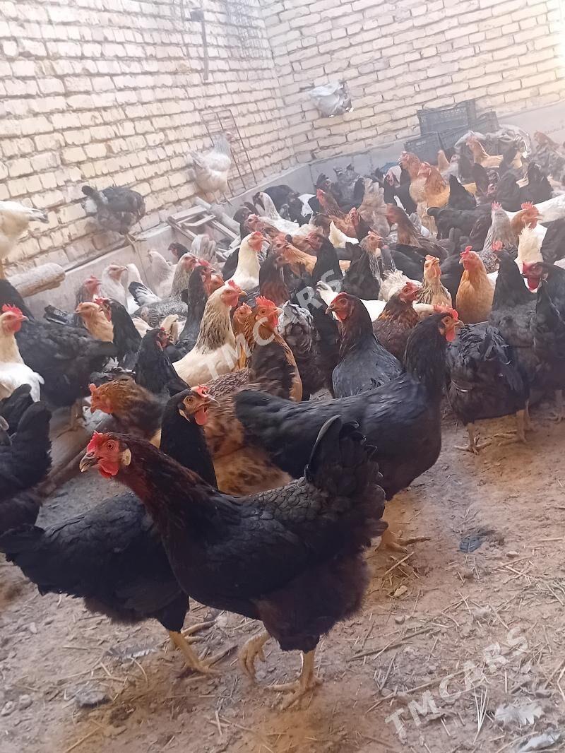 GEGANT TOWUKLAR - Сакар - img 2