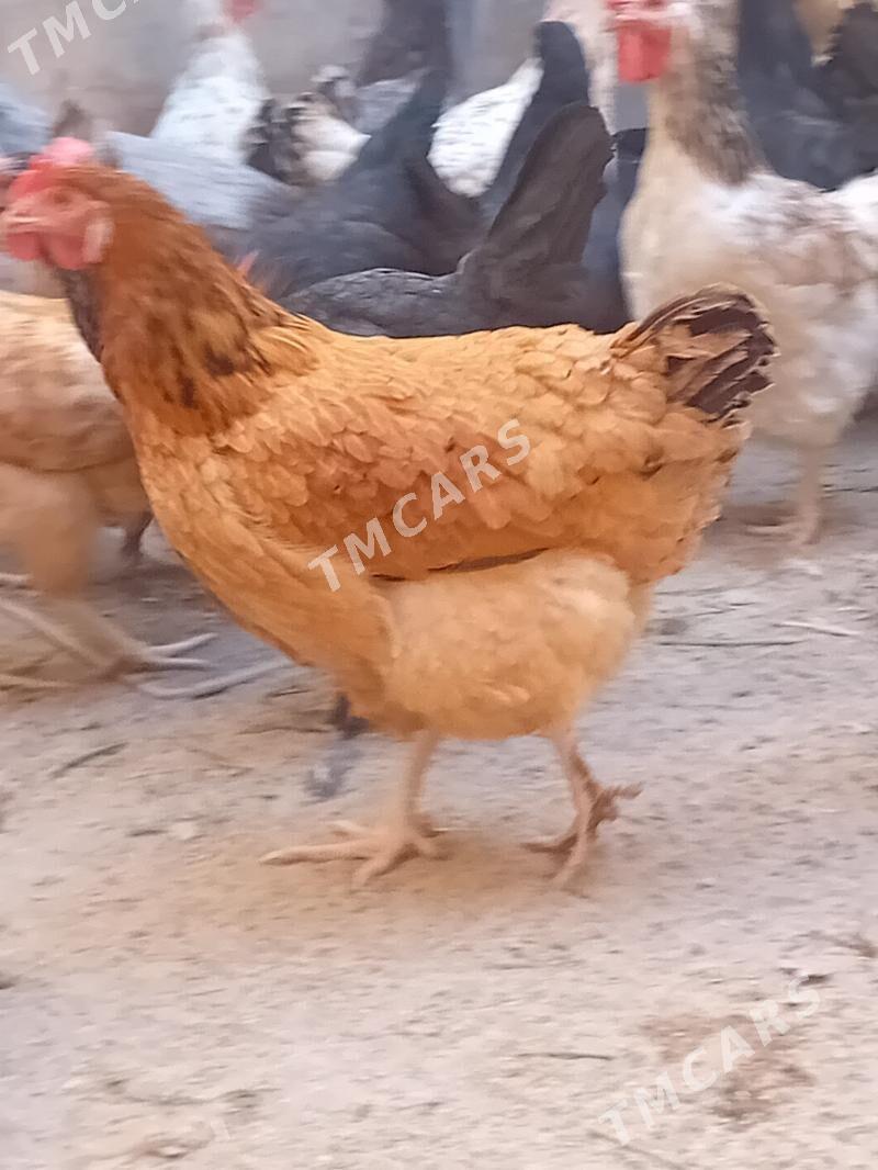 GEGANT TOWUKLAR - Сакар - img 1