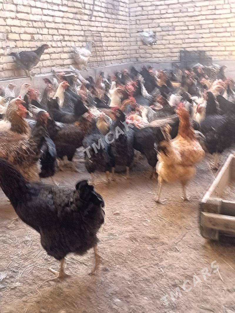 GEGANT TOWUKLAR - Сакар - img 8