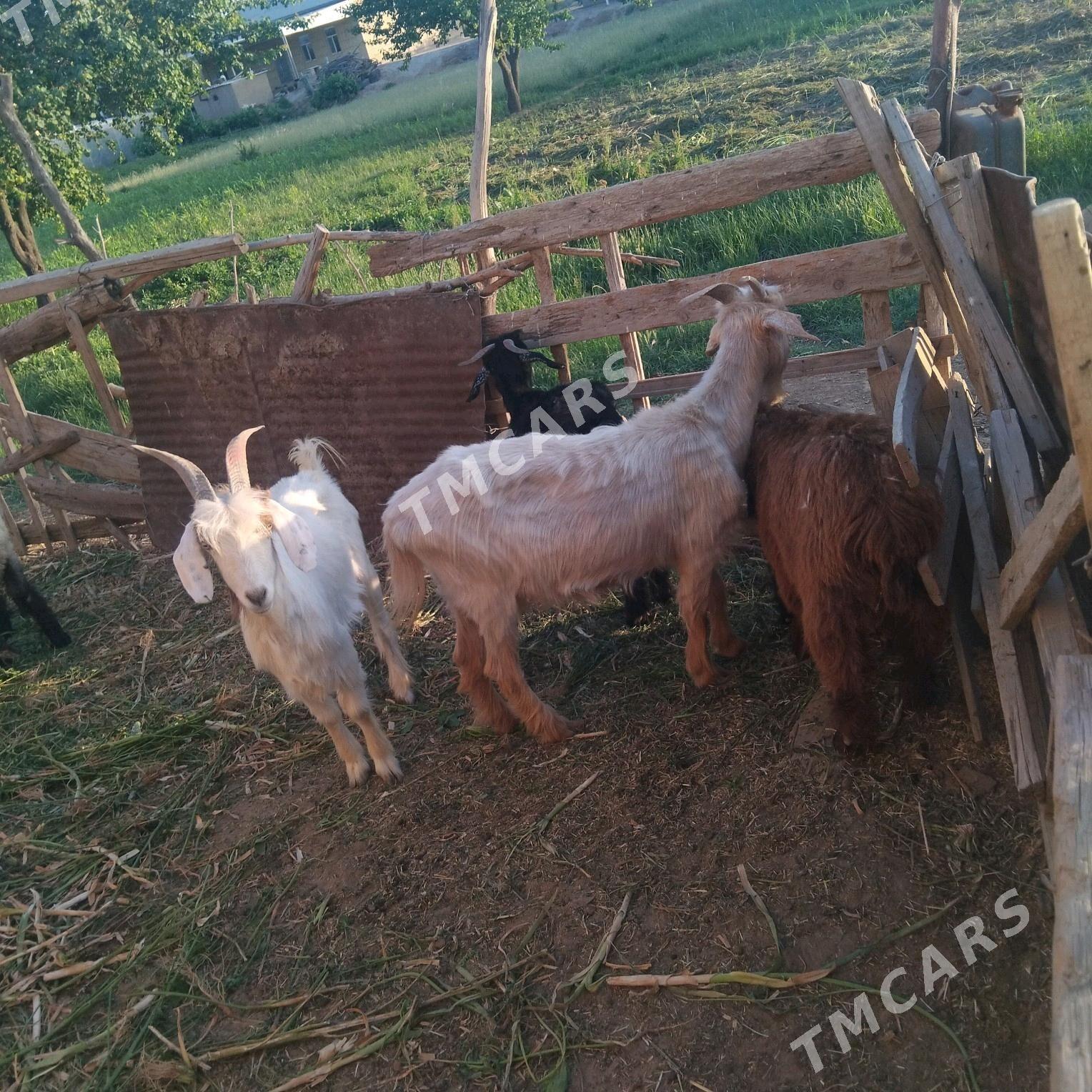 owlakly geci 5 sany kele san - Векильбазар - img 1