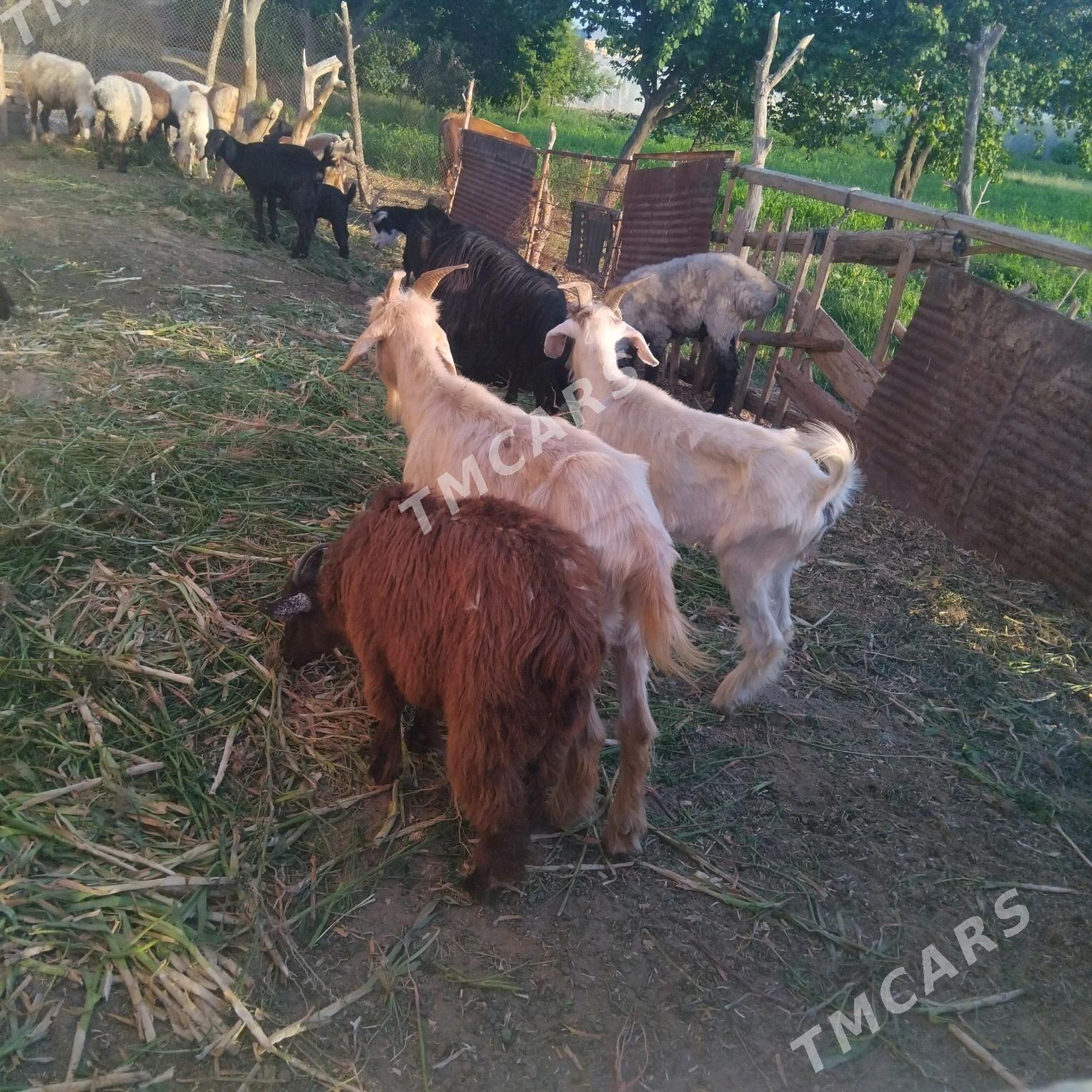 owlakly geci 5 sany kele san - Векильбазар - img 2