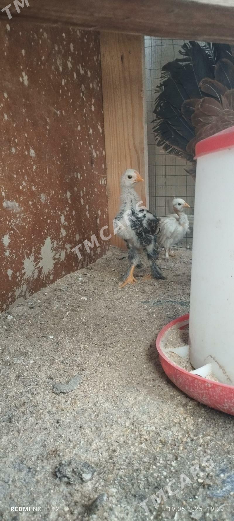 Brama towuk yumurtga - Çoganly - img 2