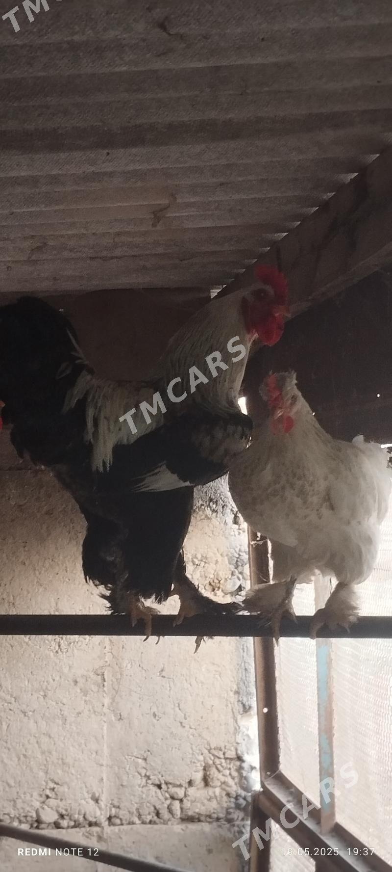 Brama towuk yumurtga - Çoganly - img 3