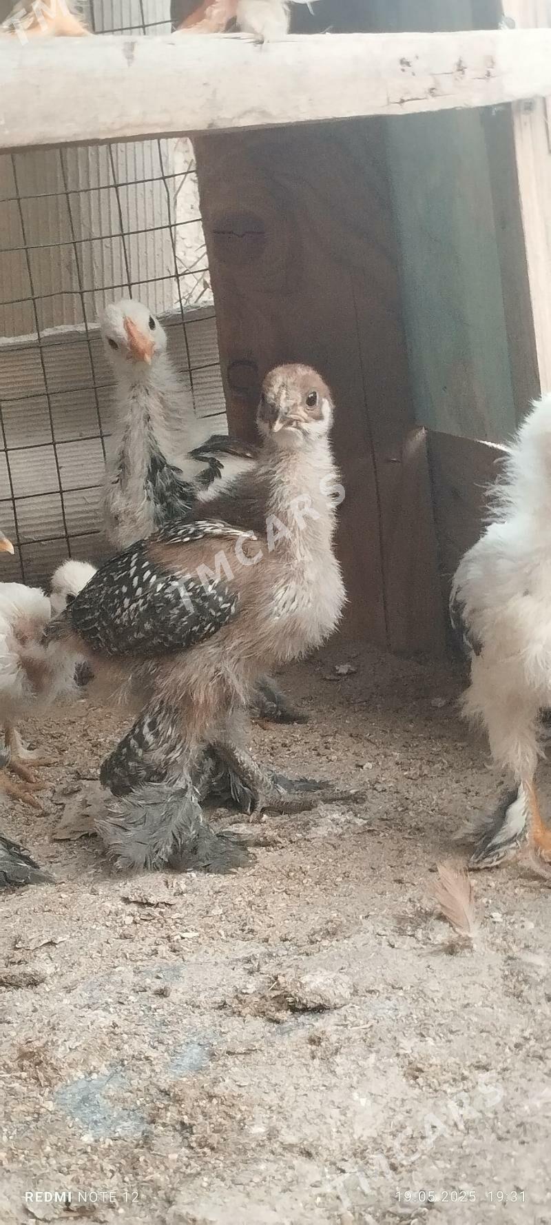 Brama towuk yumurtga - Çoganly - img 1