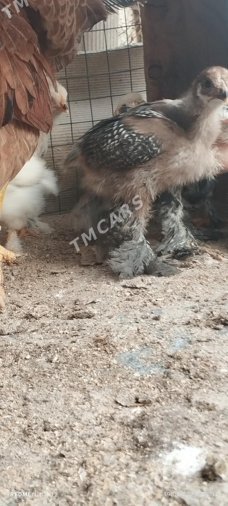 Brama towuk yumurtga - Çoganly - img 10