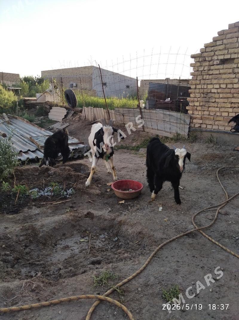 GEÇILER - Türkmenabat - img 2