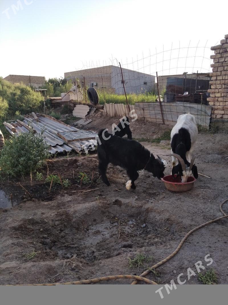 GEÇILER - Türkmenabat - img 3