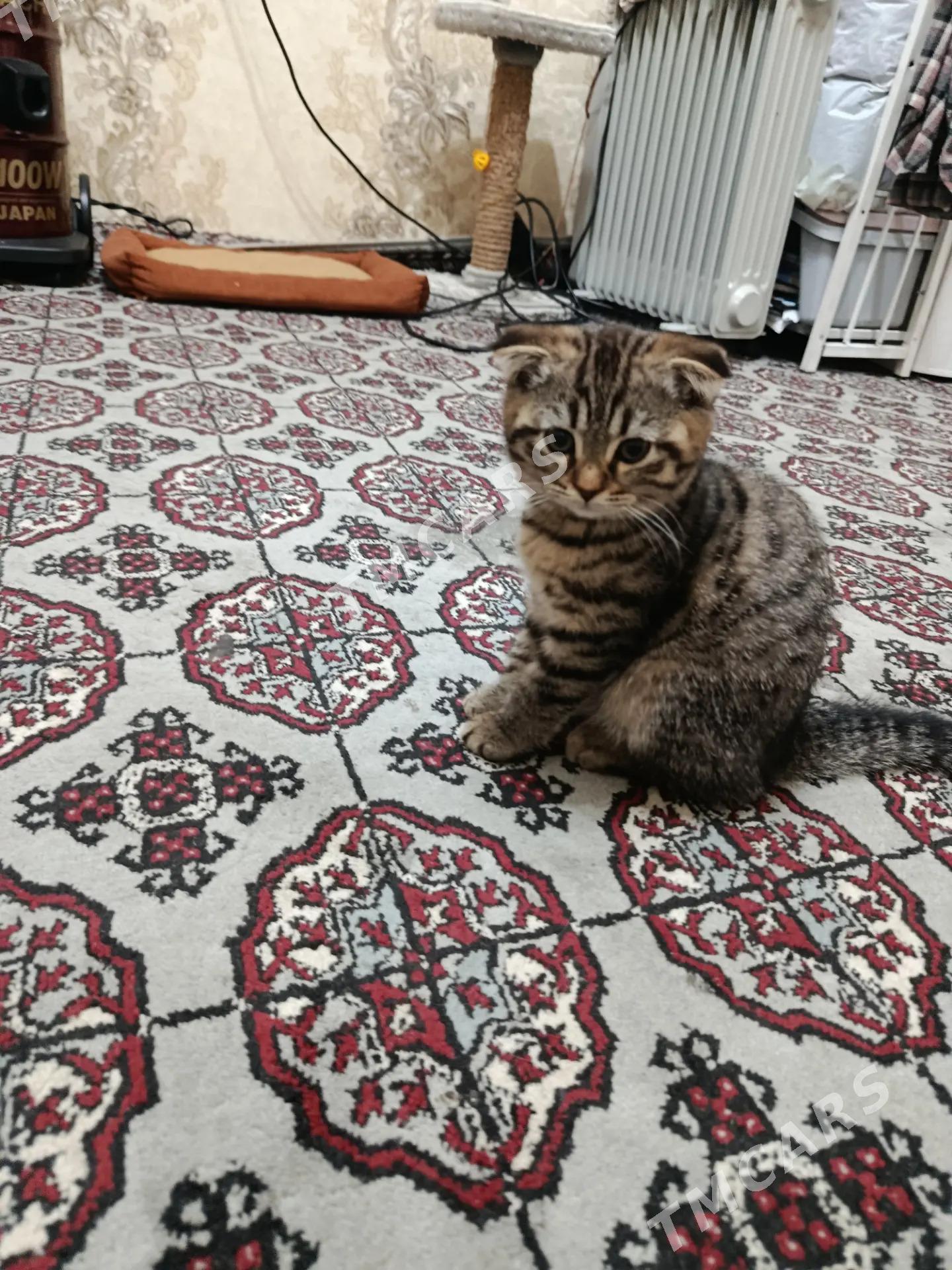 вислоухие котёнок - Aşgabat - img 2
