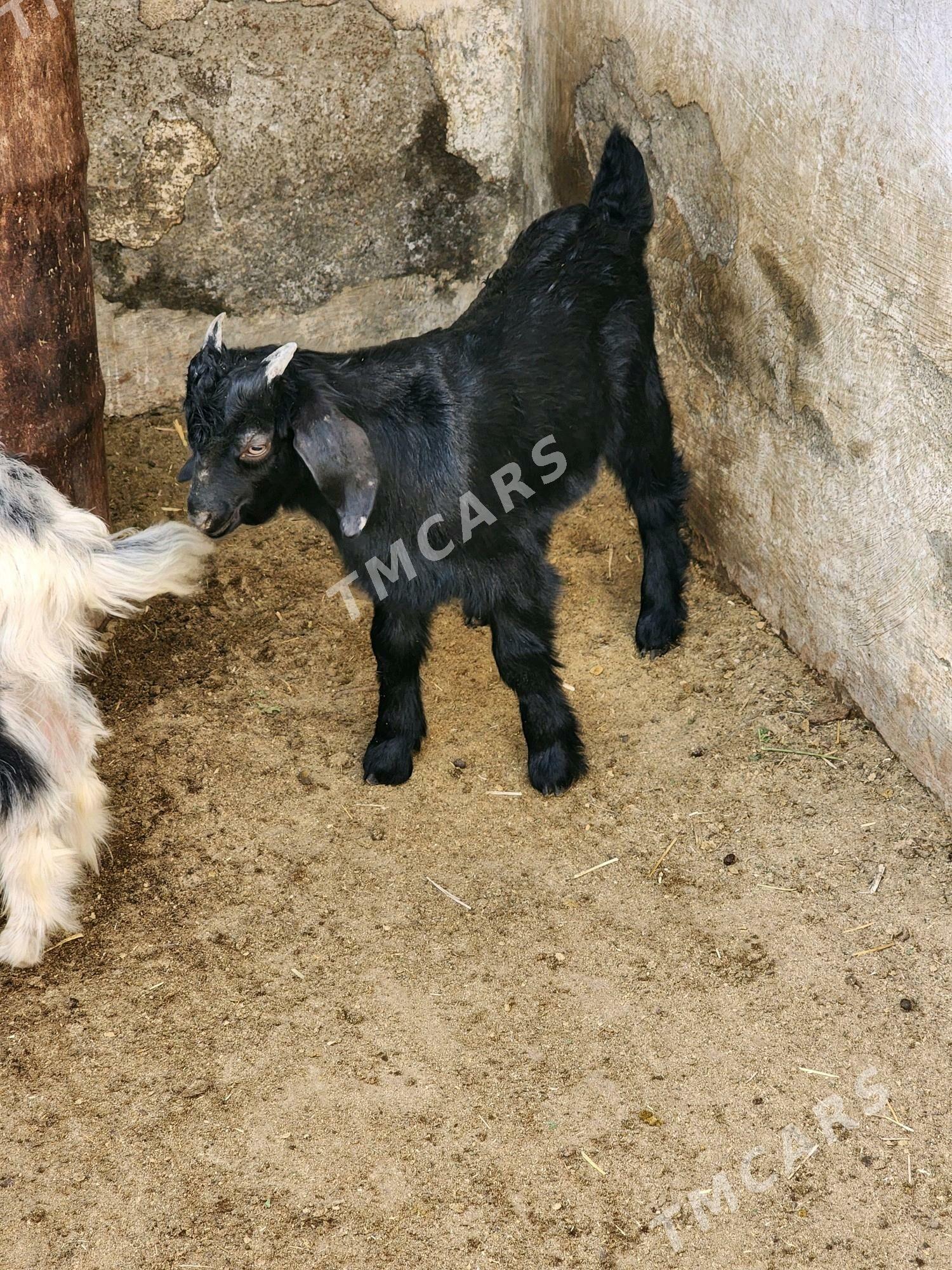 ARASAJA GEÇY OWLAKLY - Aşgabat - img 2