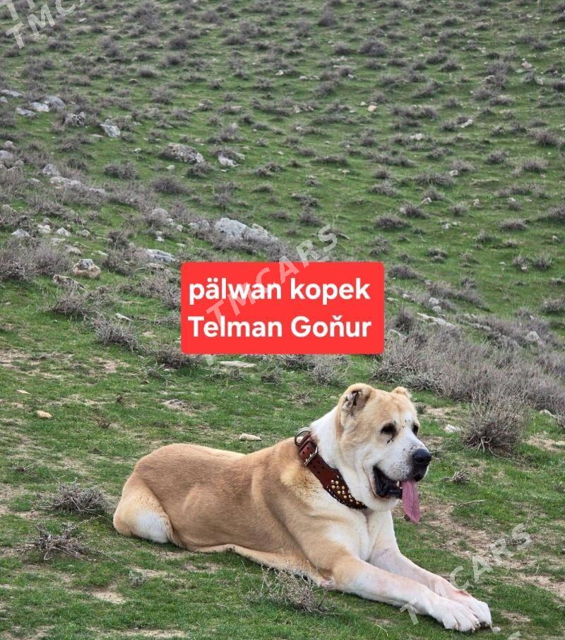 turkmen alabay iti - Ашхабад - img 2