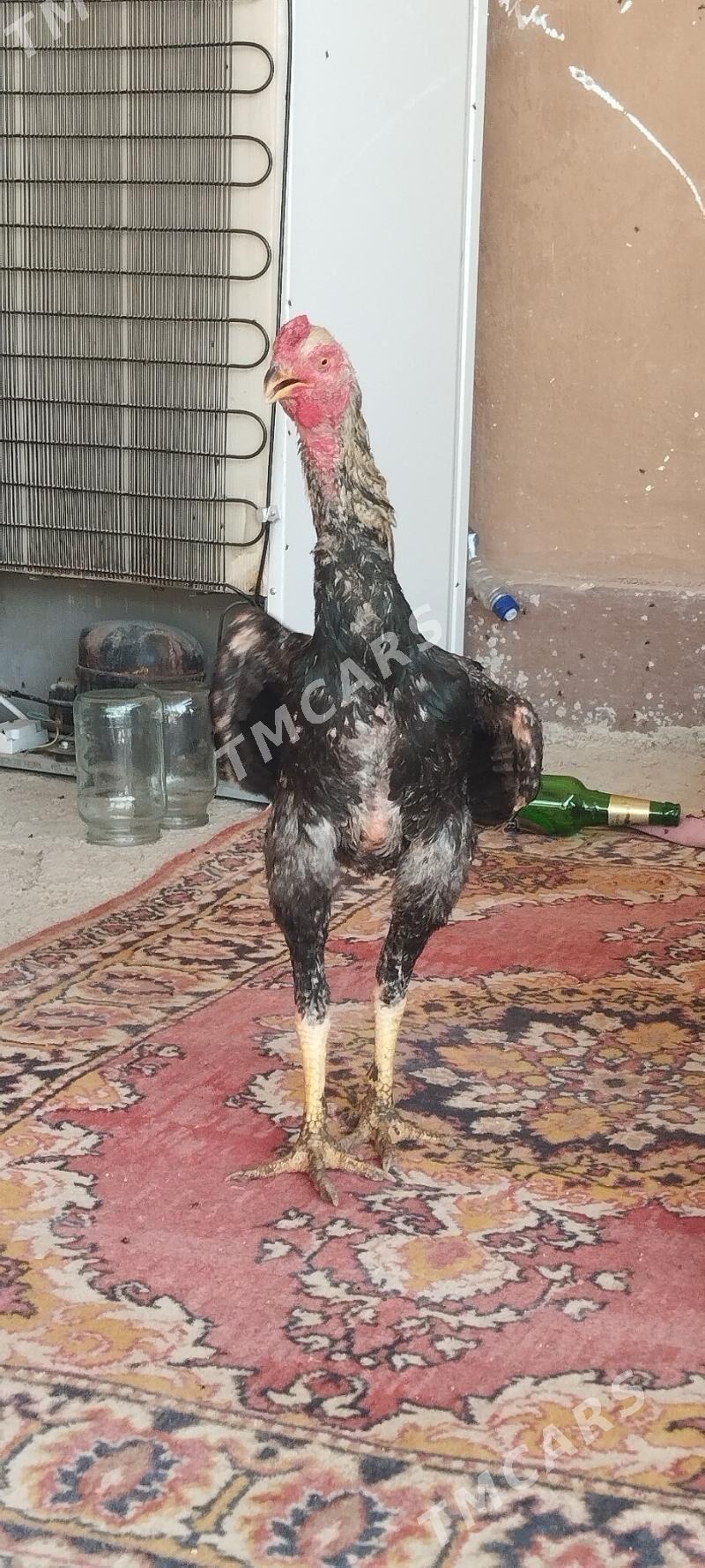 Taşgent - Анев - img 2