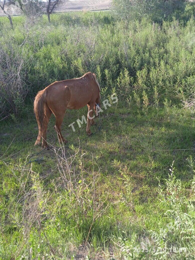 AT - Дянев - img 3