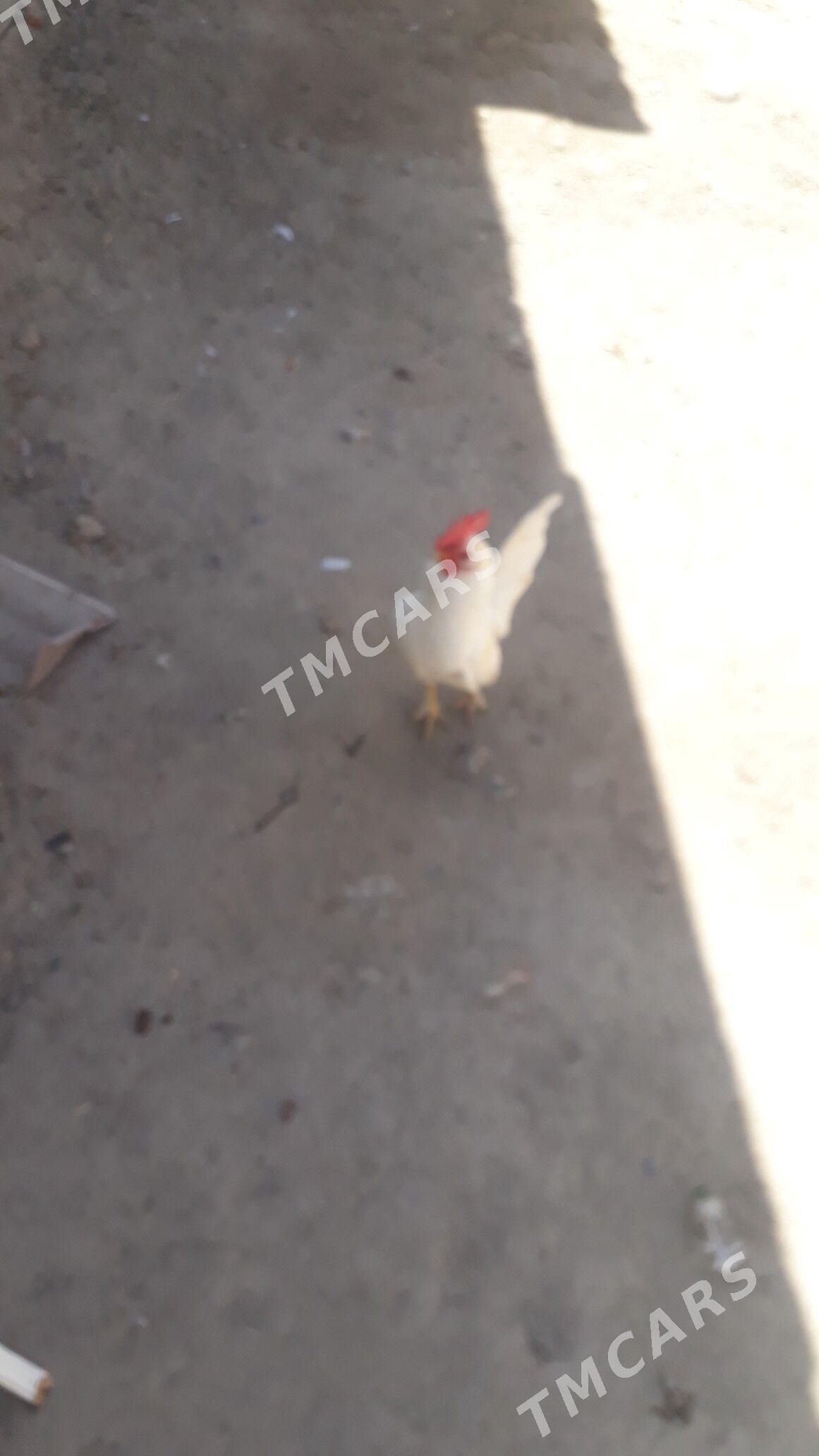 Йапончик - Türkmenabat - img 5