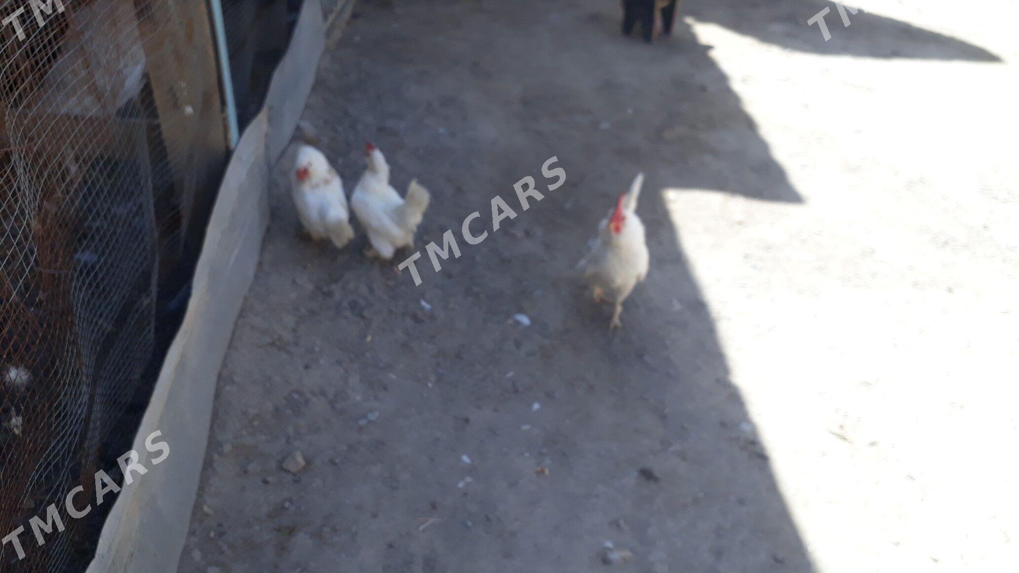 Йапончик - Türkmenabat - img 4
