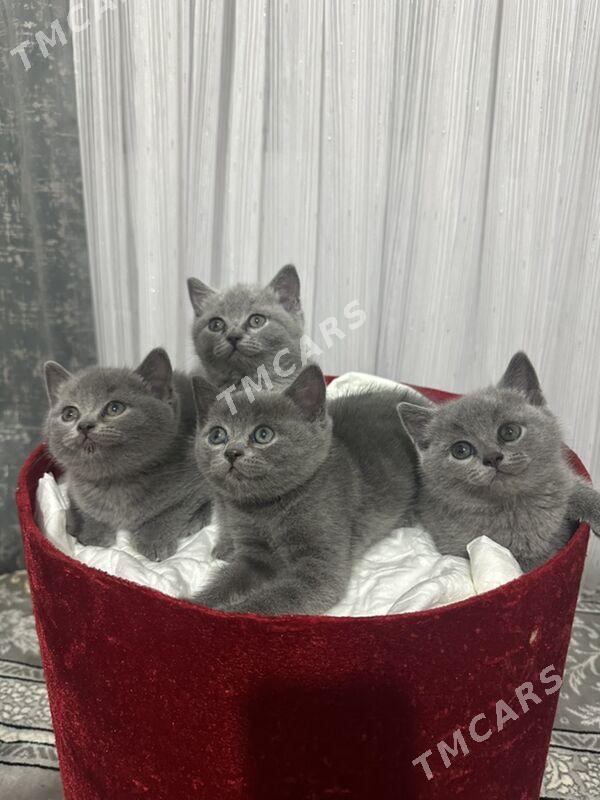 британские котятя - Гуртли - img 4