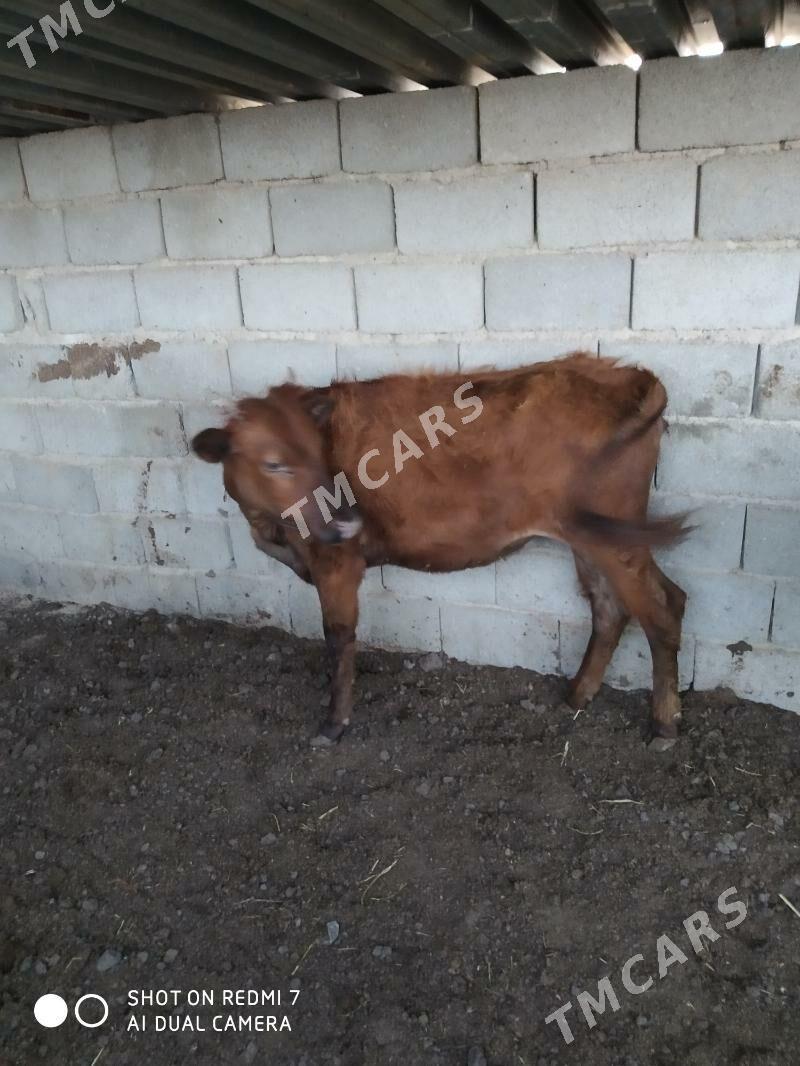 gaçar - Türkmenbaşy - img 2
