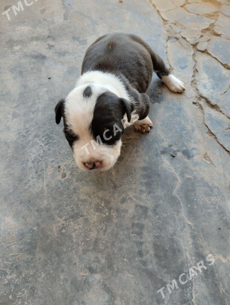 pitbul - Çärjew - img 2