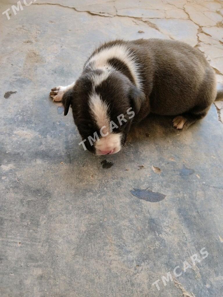 pitbul - Çärjew - img 2