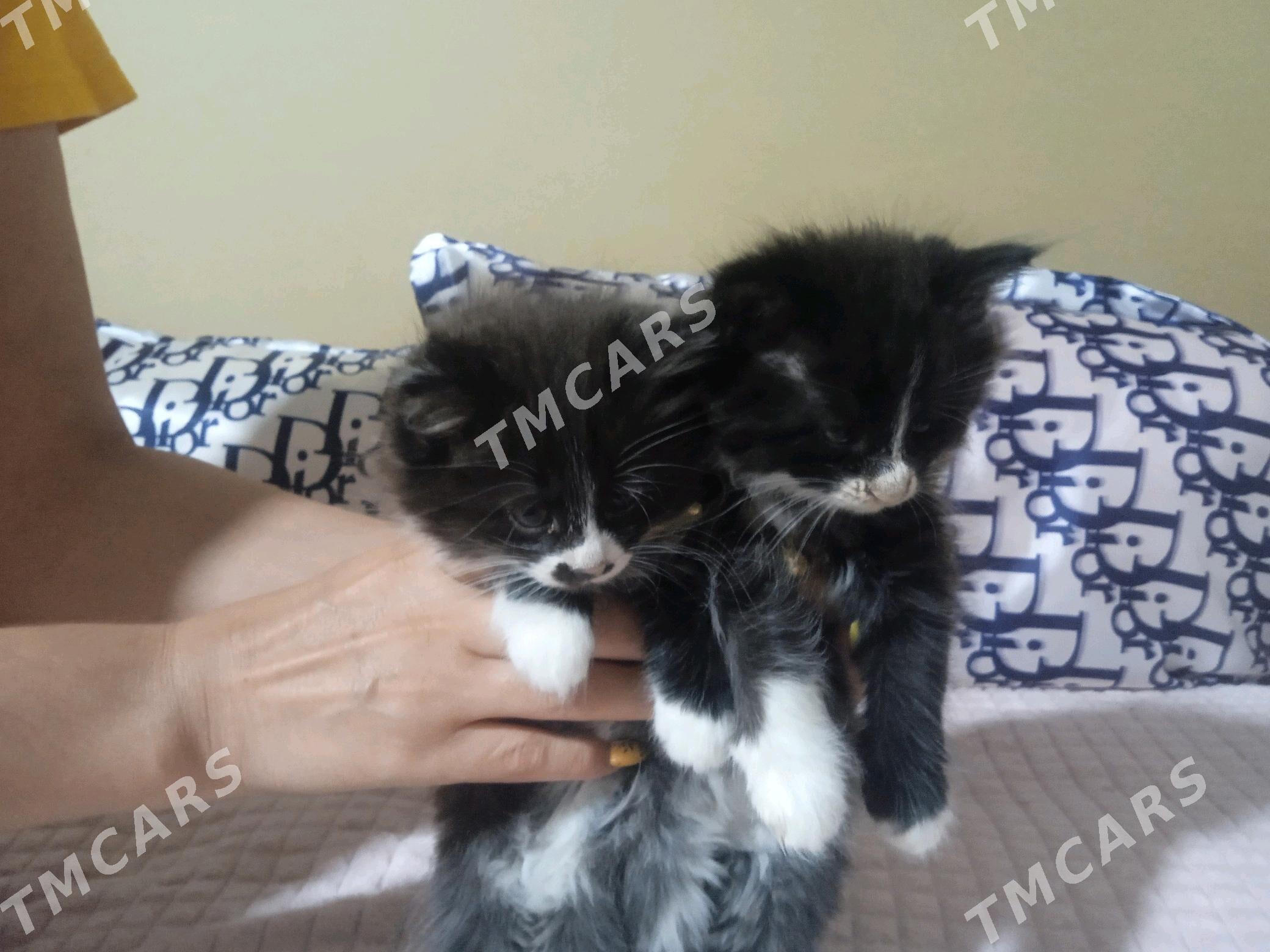Котики - Mary - img 2