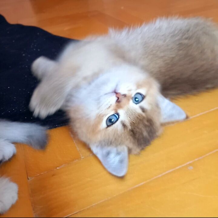 Шотландские котята - Ашхабад - img 9