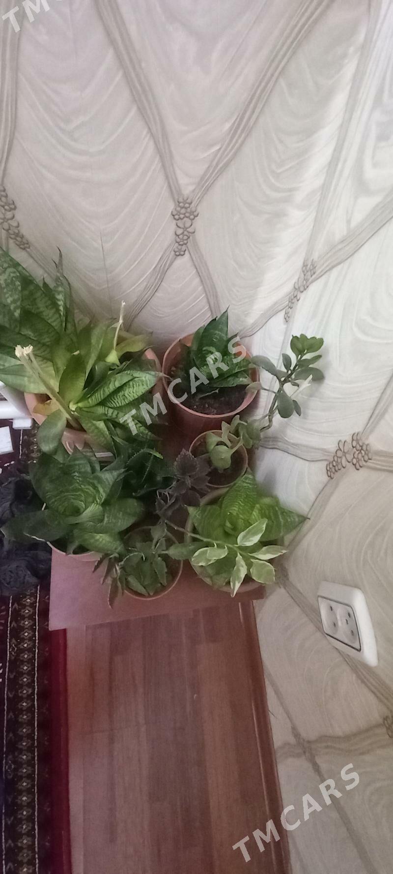 otag gulleri - Aşgabat - img 2
