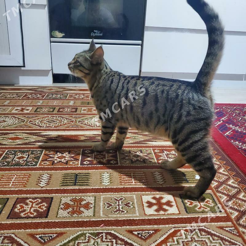 Pishik gyzjagaz - Türkmenabat - img 3