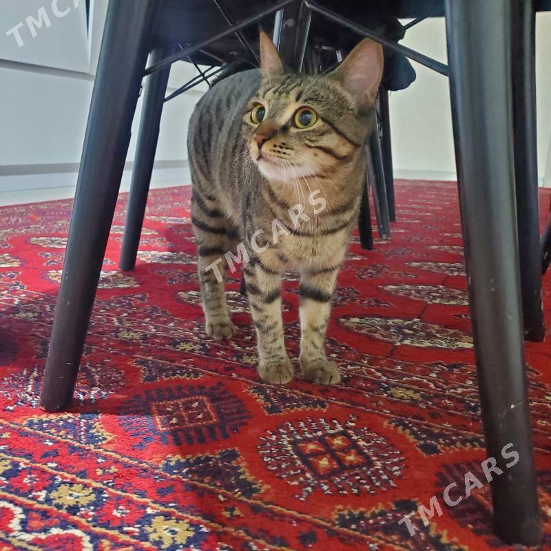 Pishik gyzjagaz - Türkmenabat - img 2