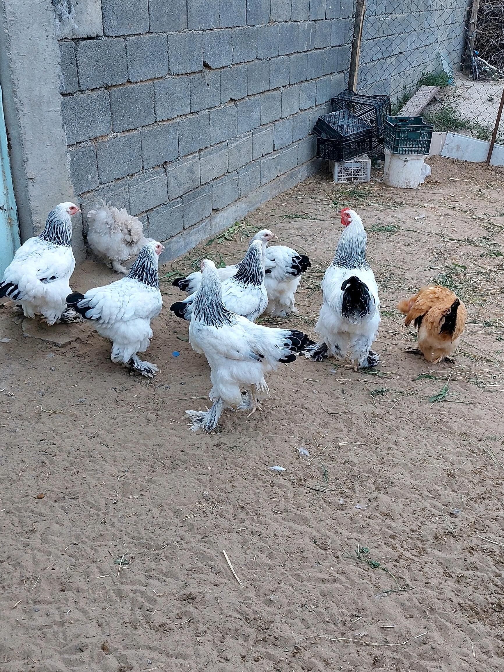 Brama Towuklar - Gökdepe - img 6