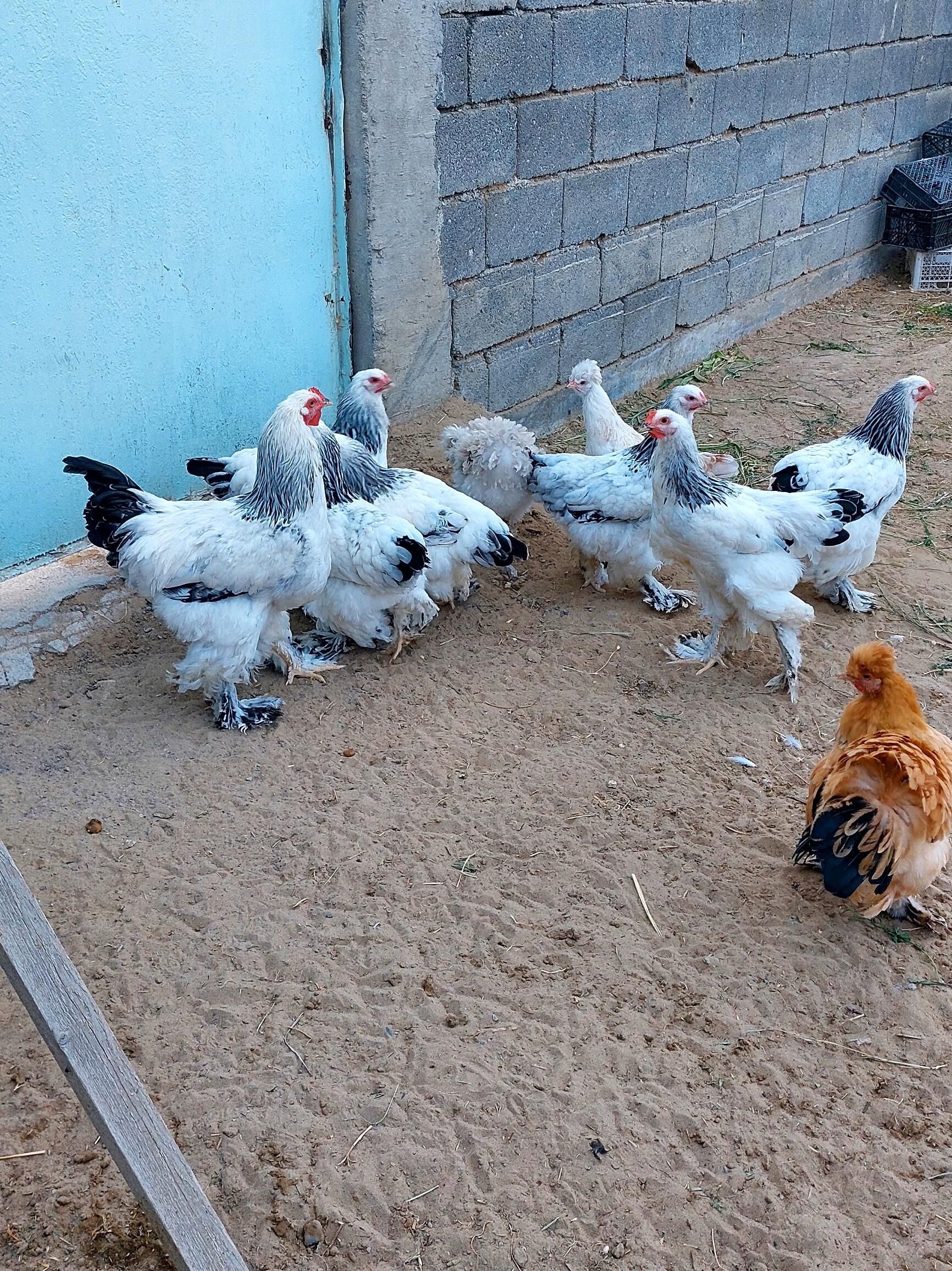Brama Towuklar - Gökdepe - img 7