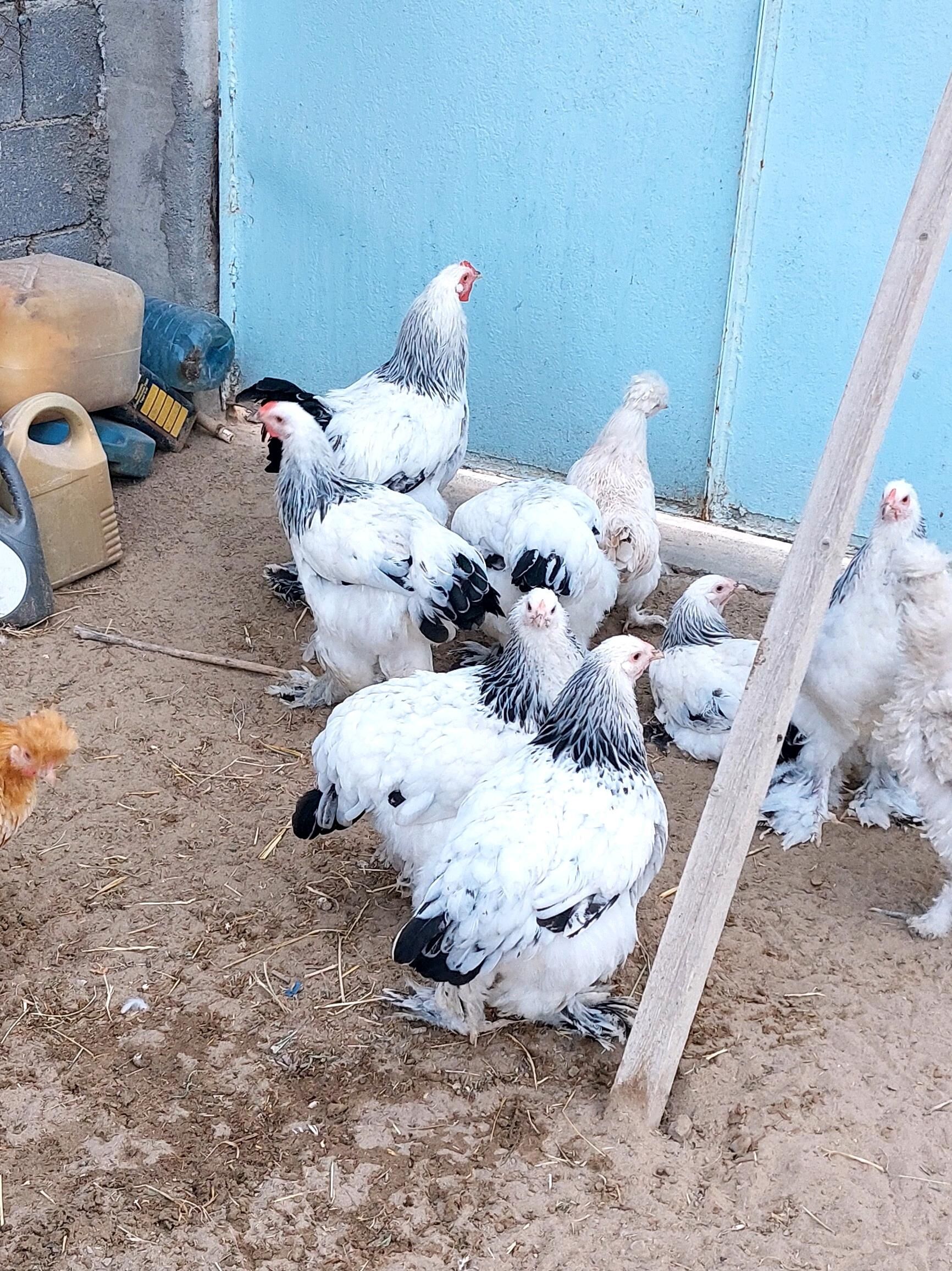 Brama Towuklar - Gökdepe - img 8