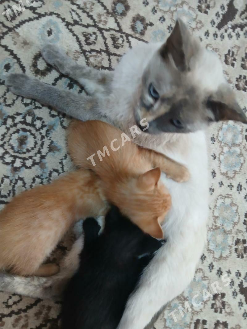 сиямские котята - Gubadag - img 2