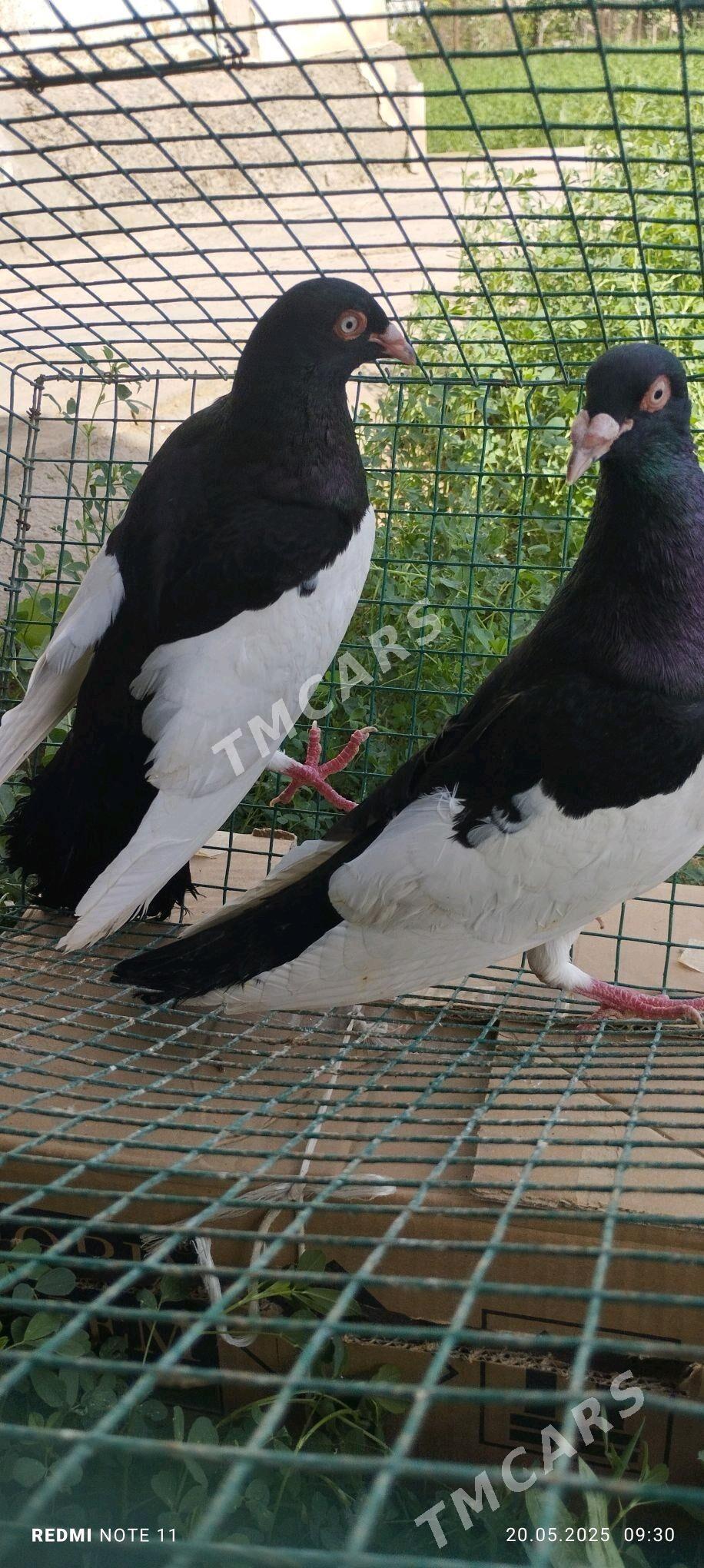 Kepderi - Murgap - img 3