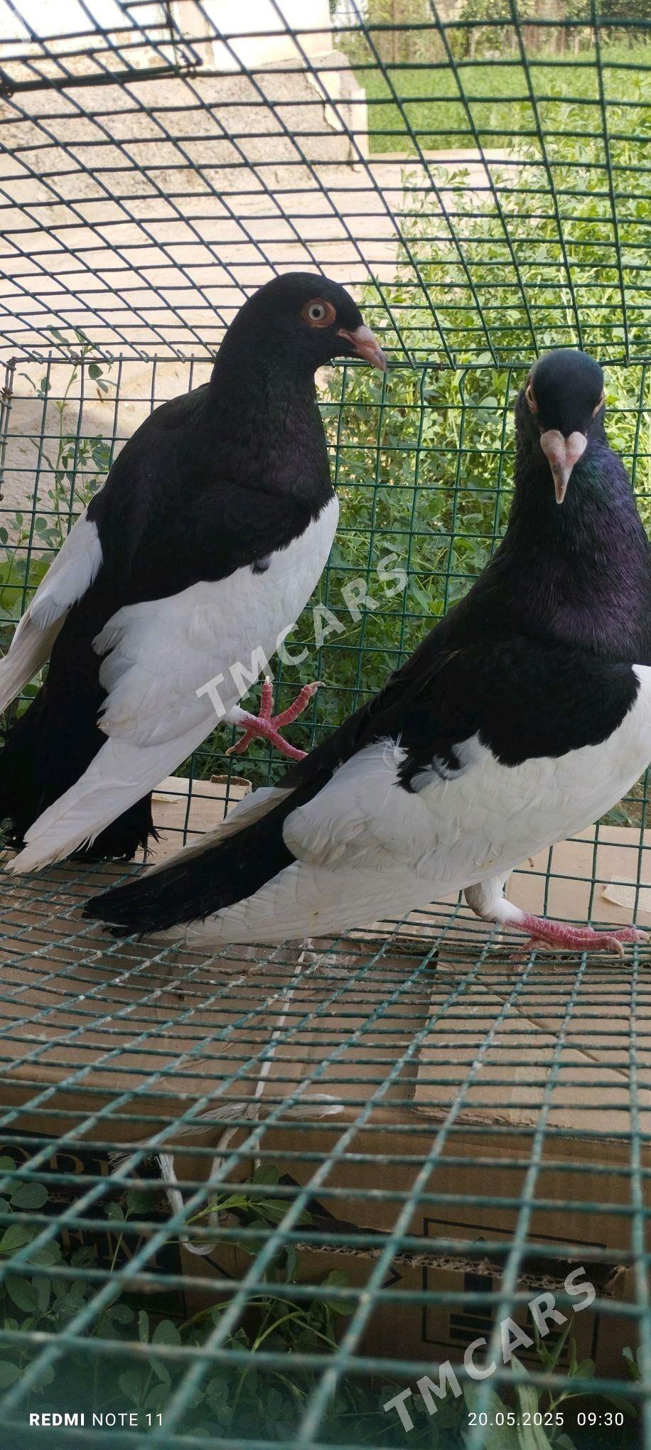 Kepderi - Murgap - img 7