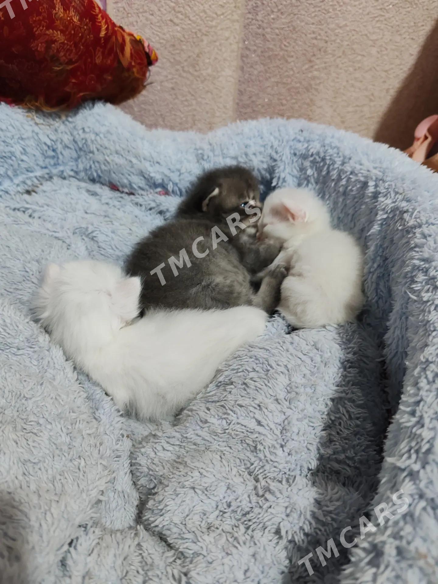 Котята - Мары - img 2
