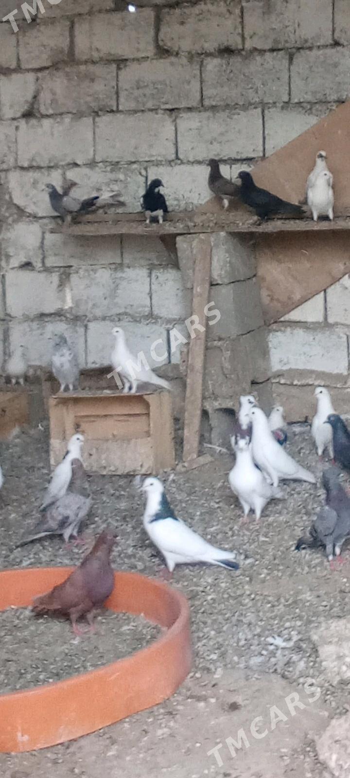 kepderi gus - Balkanabat - img 3