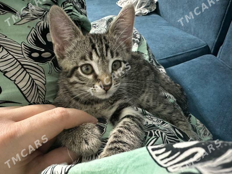 Котята Pishik - Ашхабад - img 5
