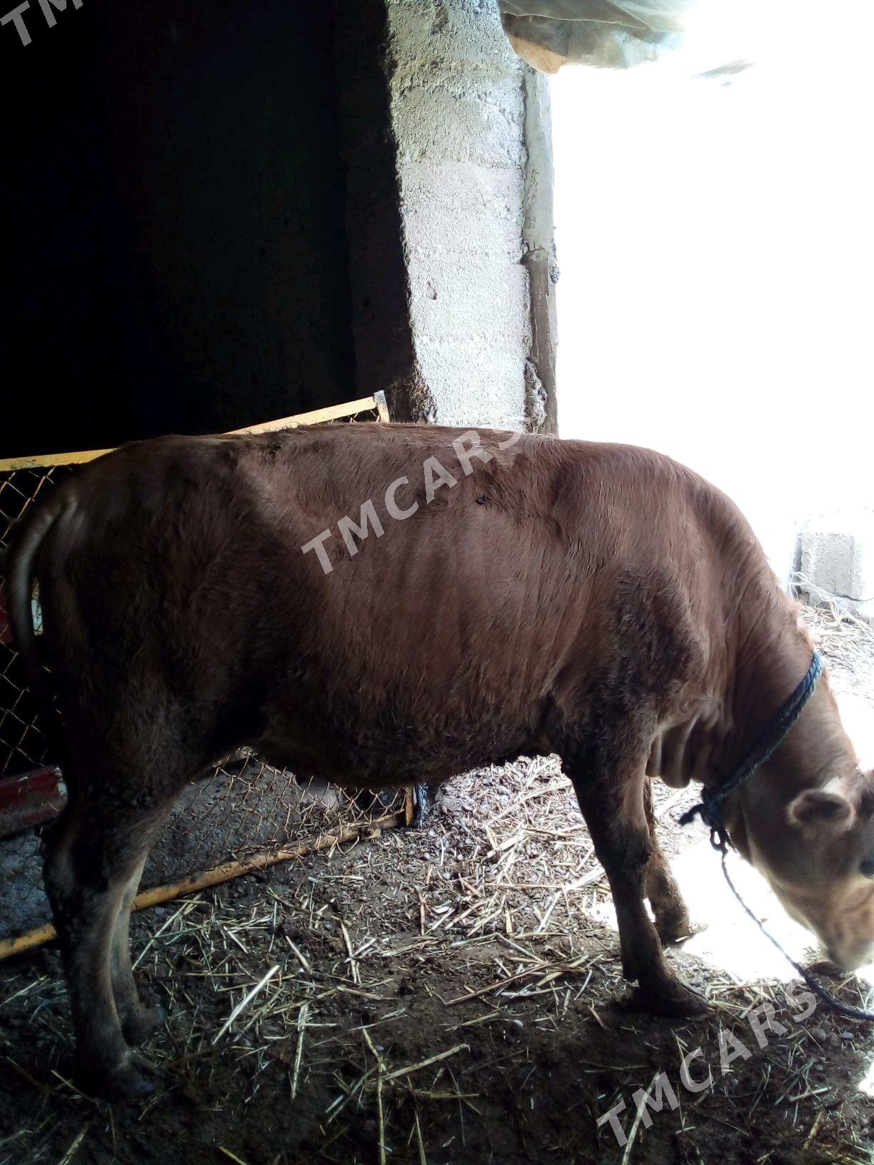 Tuve - Aşgabat - img 3